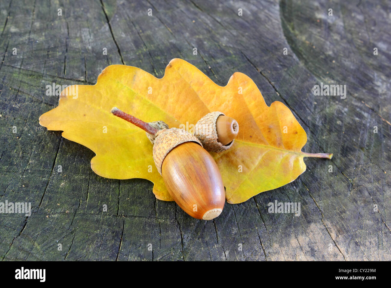 Acorn giallo e foglie di quercia su un tronco morto superficie Foto Stock