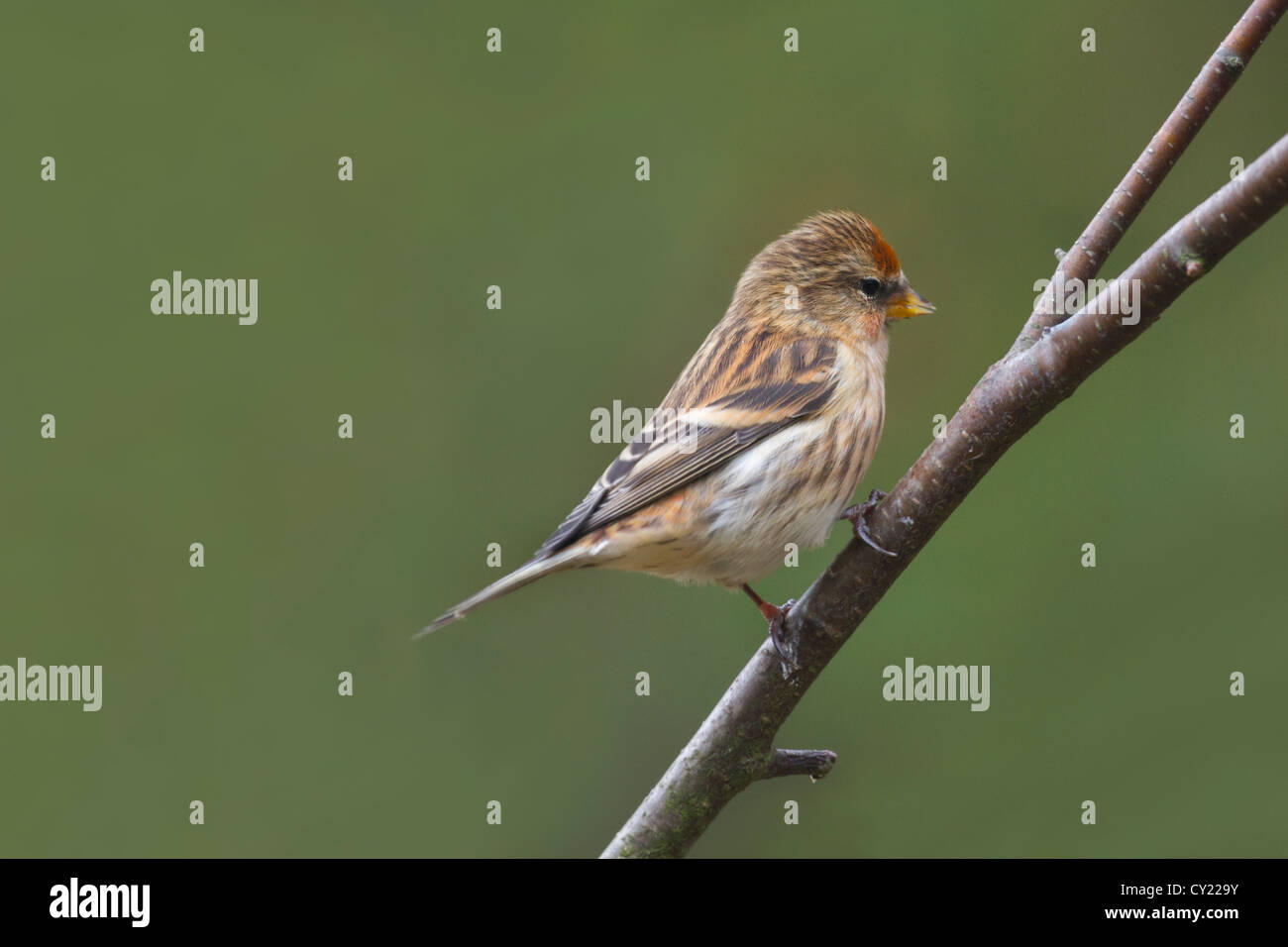 Redpoll (Carduelis flammea) appollaiato su un ramo Foto Stock