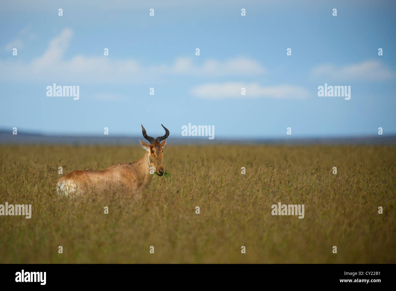 Un lone Hartebeest in una prateria a Masai Mara Game Reserve, in Kenya. Foto Stock