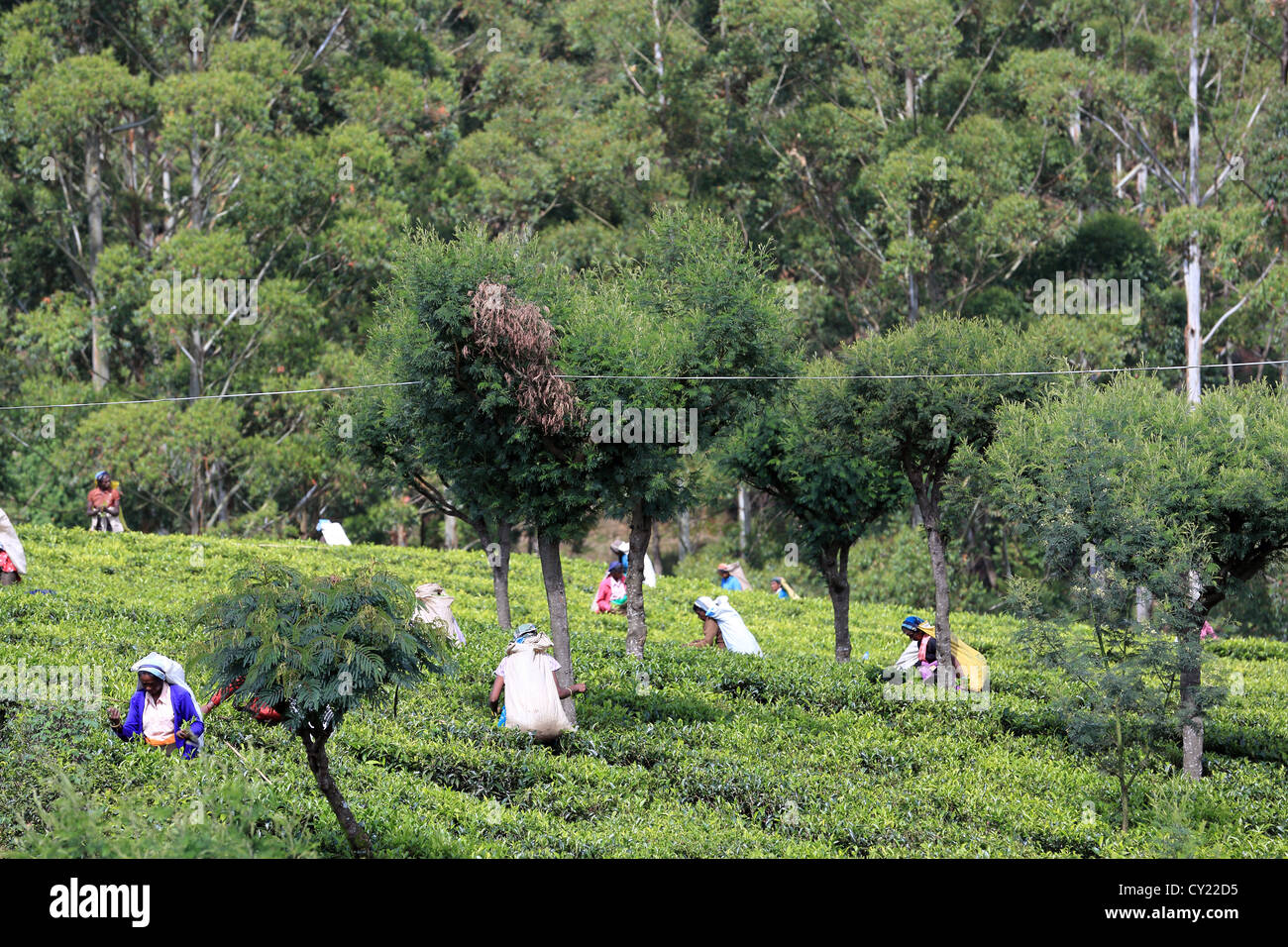 In Sri Lanka le donne tè di prelievo su una piantagione di tè vicino a Nuwara Eliya in Sri Lanka highlands. Foto Stock