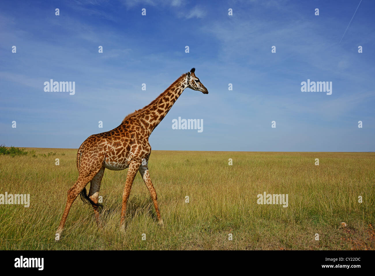 Maasai Giraffe a Masai Mara Game Reserve, Kenya Foto Stock