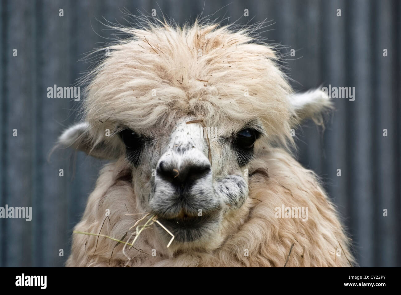 Ritratto di Alpaca (Vicugna pacos), specie animali domestiche di South American camelid Foto Stock