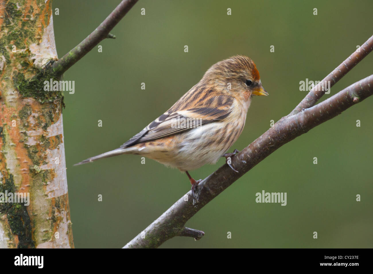 Redpoll (Carduelis flammea) appollaiato su un ramo Foto Stock