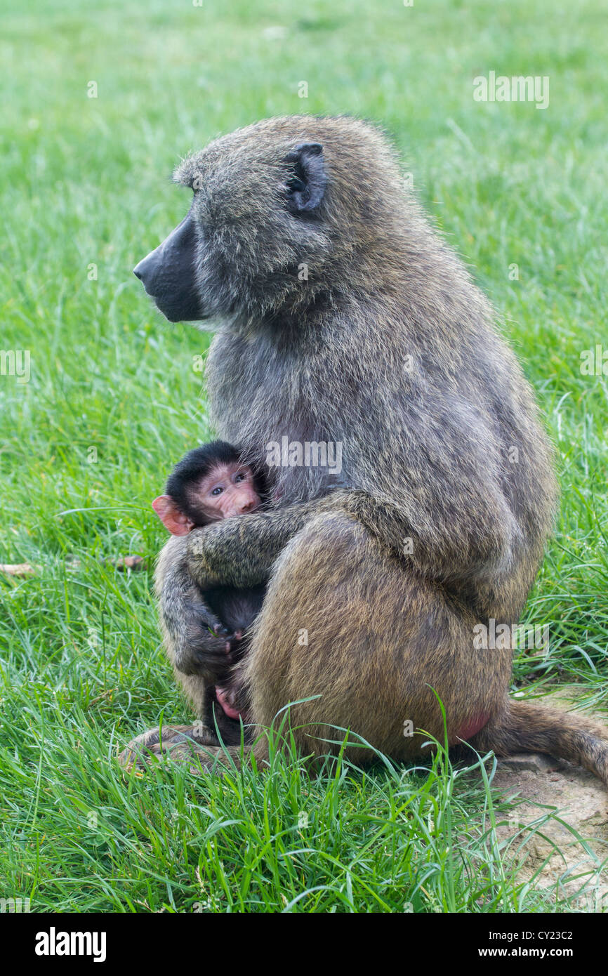 La madre e il Bambino babbuino nel selvaggio Foto Stock