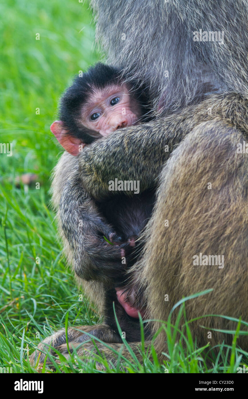 La madre e il Bambino babbuino nel selvaggio Foto Stock