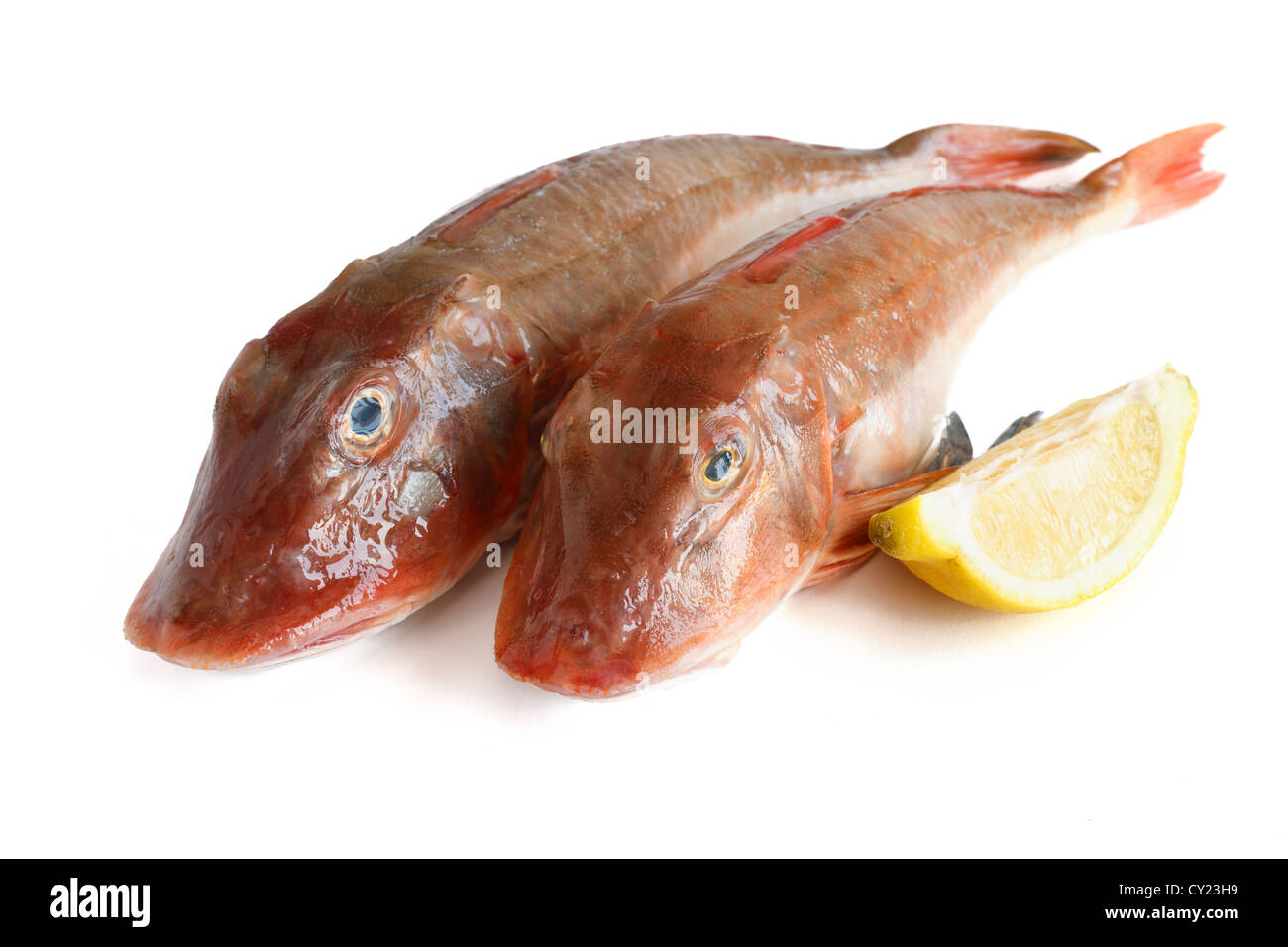 Due nuovi Capone gallinella con spicchi di limone su sfondo bianco Foto Stock