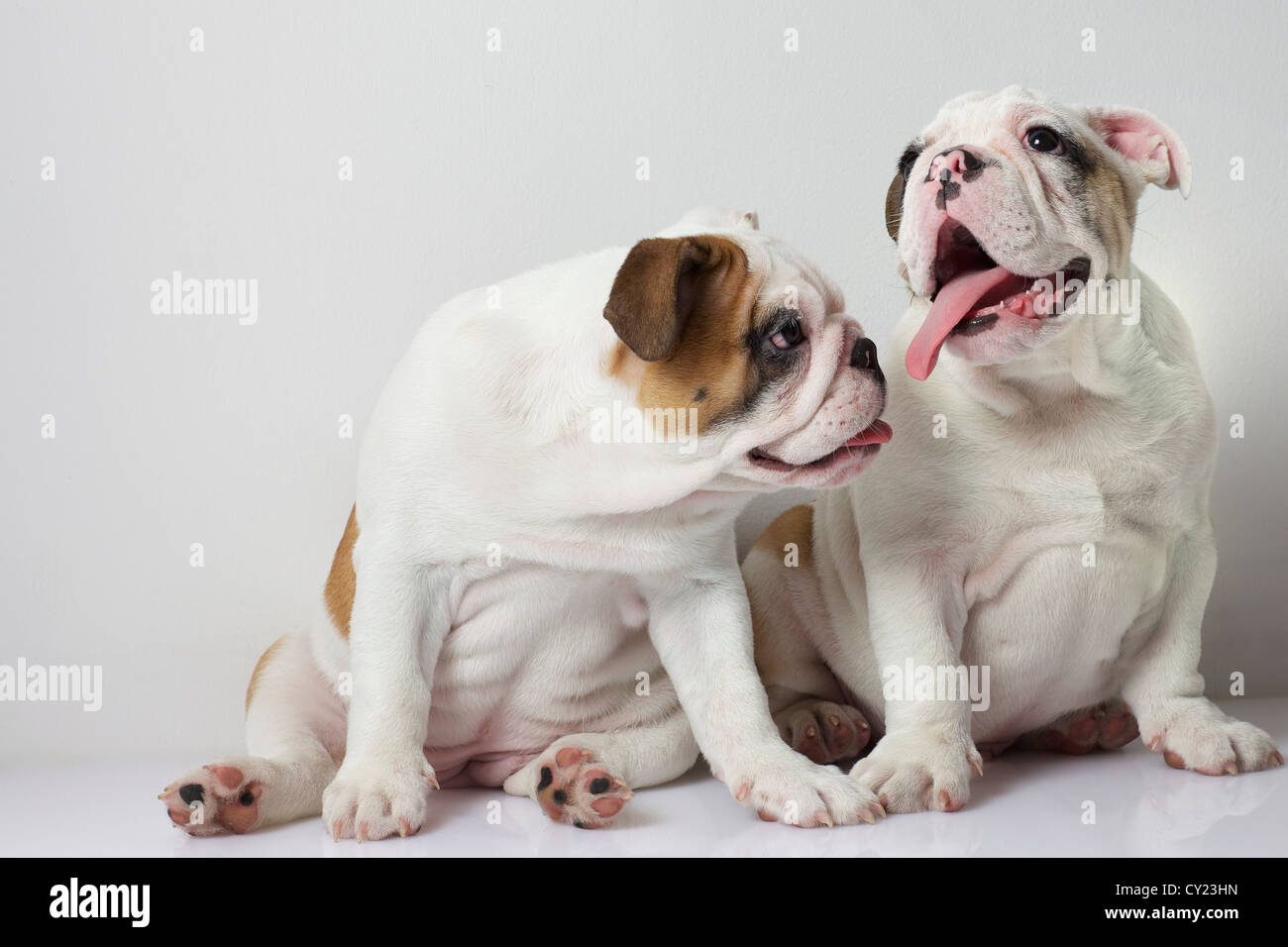 Due Bulldog inglese cuccioli Foto Stock