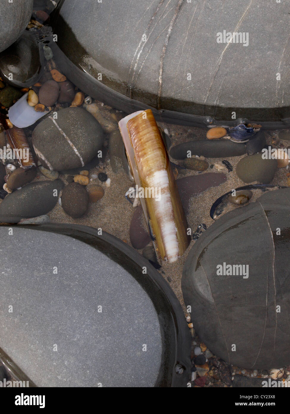 Pod Razorshell, Ensis siliqua in un rockpool, Condino, Devon, Regno Unito Foto Stock