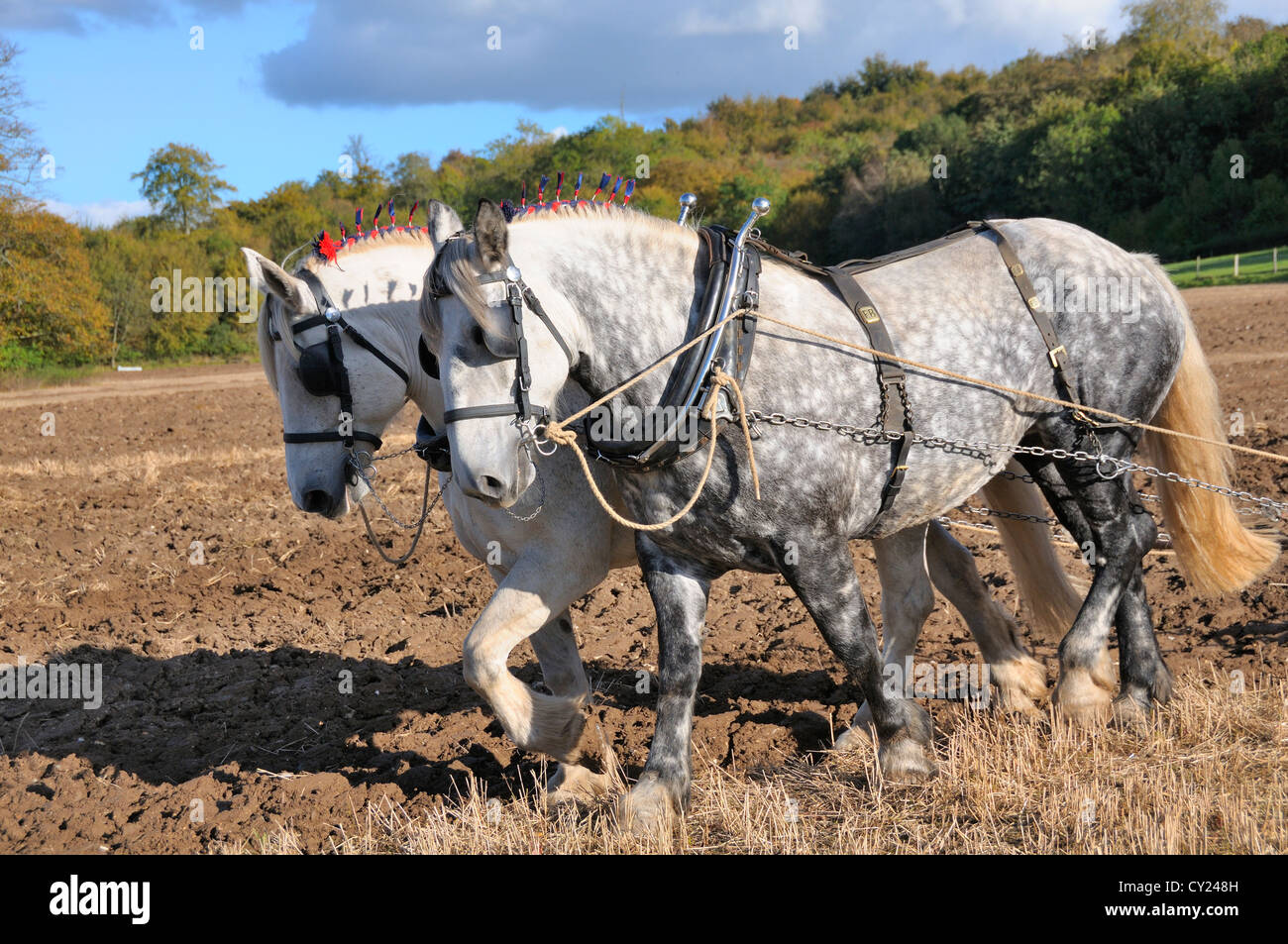 Coppia di cavalli pesanti grigi di mele Percheron che partecipano a una partita di aratura al Weald and Downland Living Museum di Singleton, West Suss Foto Stock