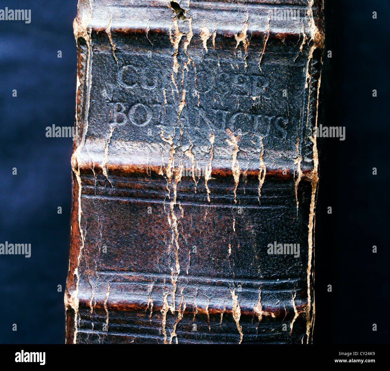 Il vecchio coperchio del libro - Curioser 'Botanicus", secolo XIX libro in lingua tedesca e lettera gotica Foto Stock