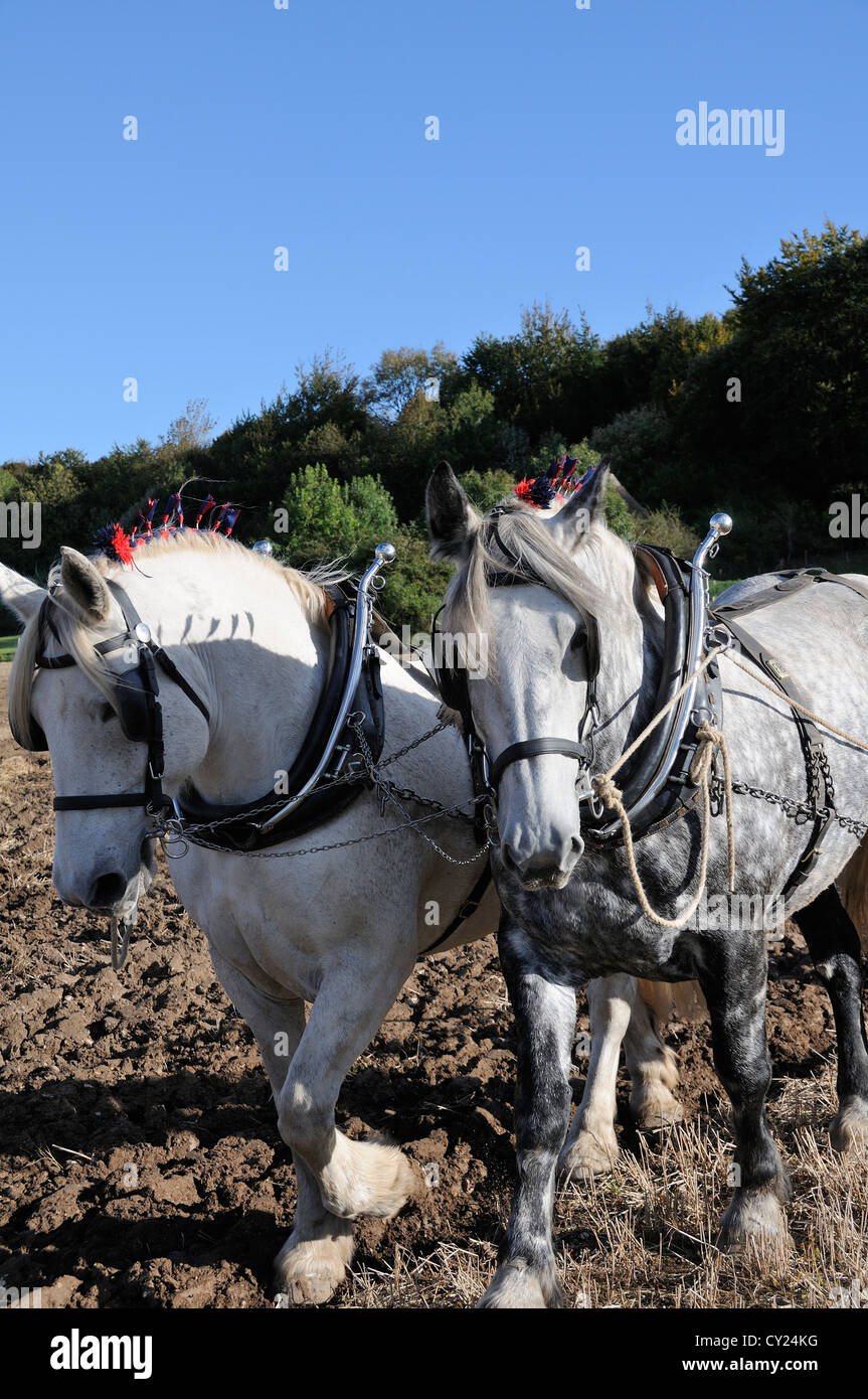 Coppia di cavalli pesanti grigi di mele Percheron che partecipano a una partita di aratura al Weald and Downland Living Museum di Singleton, West Suss Foto Stock
