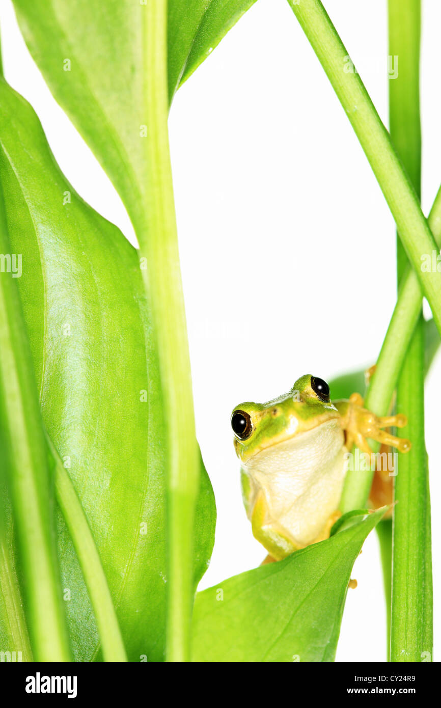 Ranocchio verde, Giappone, Fukushima Prefettura, Fukushima Foto Stock