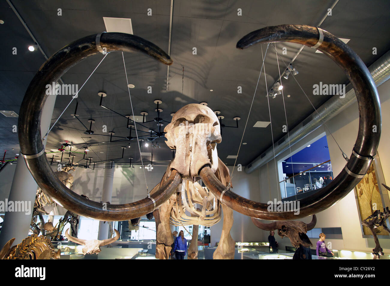 Mammoth.Naturalis.Museo di History.Leiden.Netherlands naturale Foto Stock