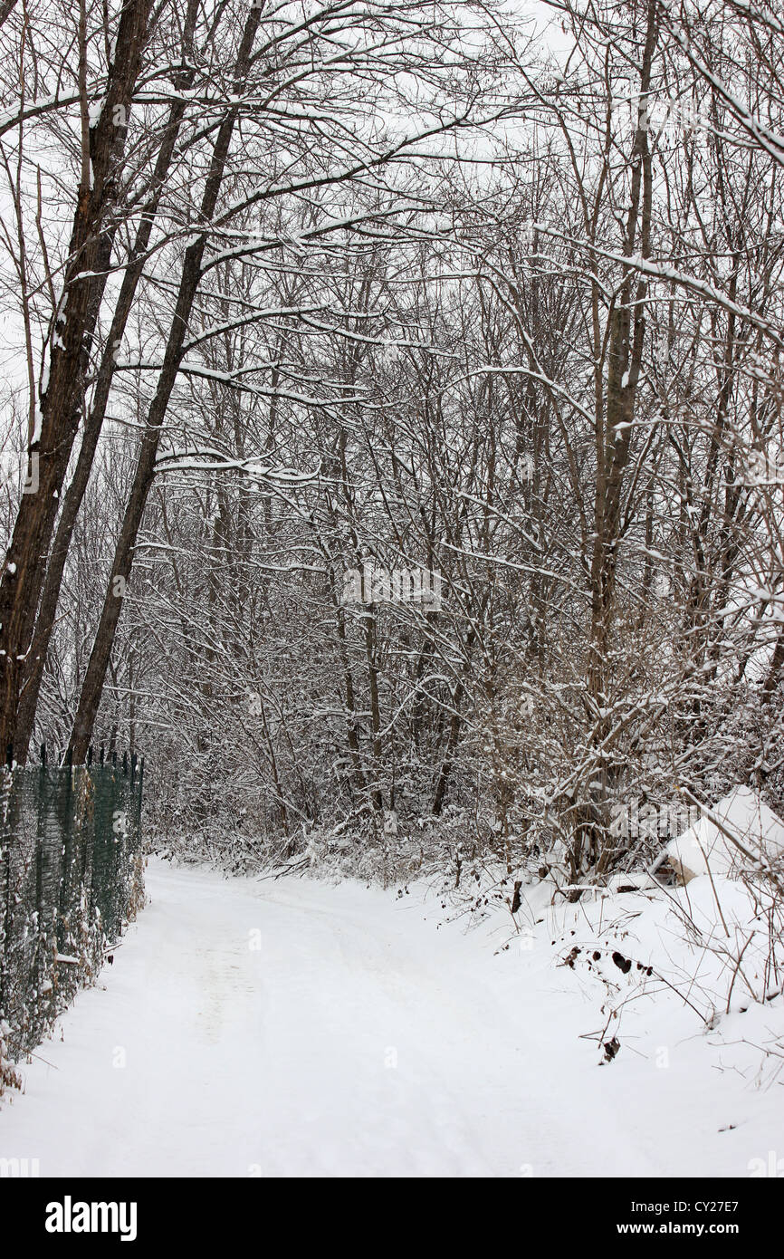 Strada coperta di neve con albero, inverno, photoarkive Foto Stock