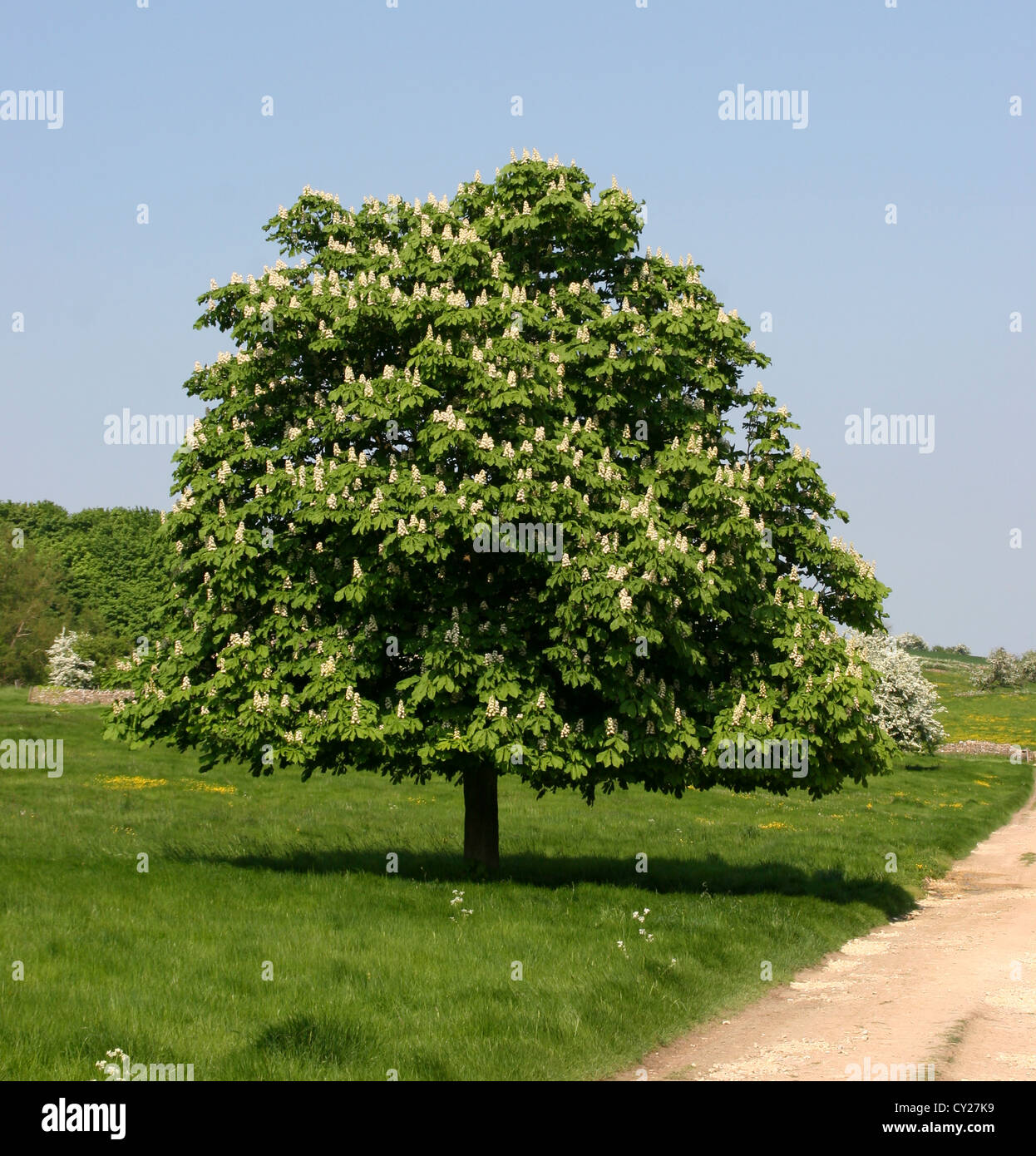 Ippocastano albero in fiore Widford Oxfordshire England Regno Unito Foto Stock