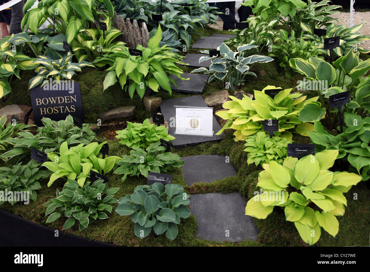 Un premiato e visualizzazione di hosta piante ad RHS Malvern Visualizza, Worcestershire, England, Regno Unito Foto Stock