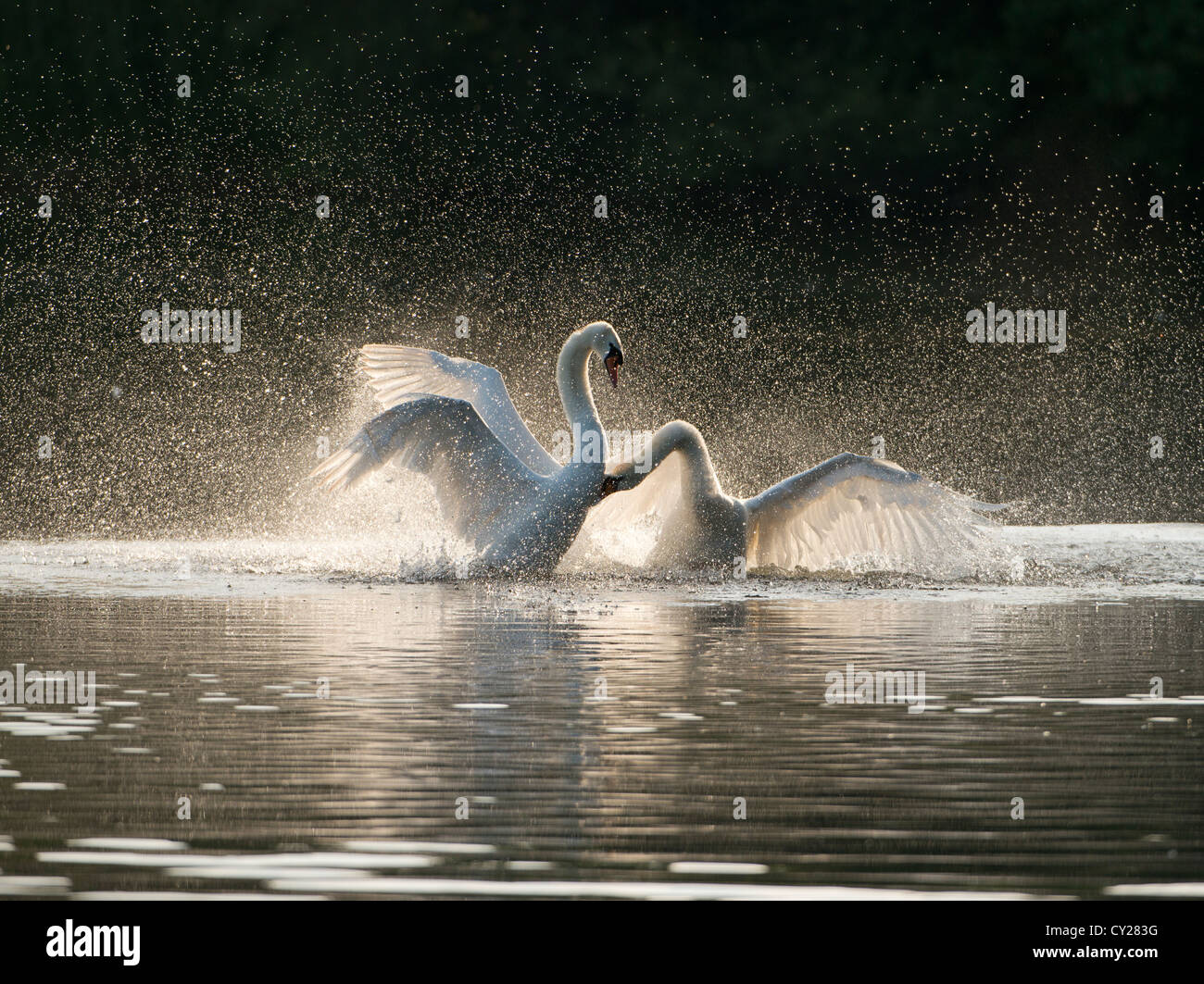 Immagine retroilluminata di due bellissimi cigni combattere su un lago Foto Stock