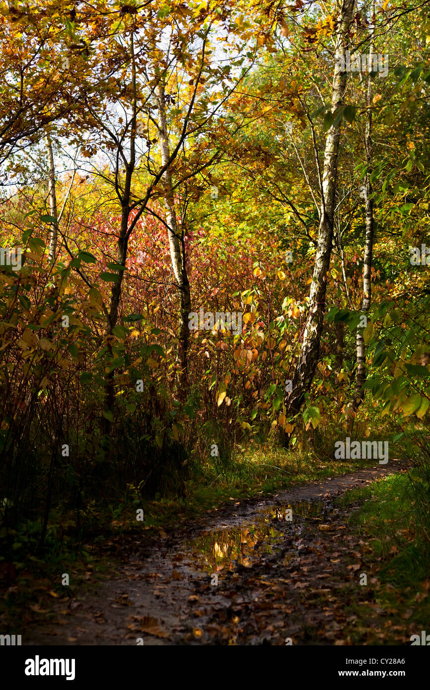 Wild bosco di betulle, in autunno Foto Stock