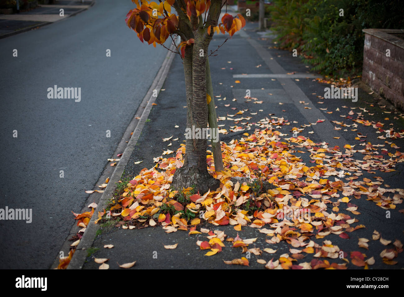 Foglie di autunno intorno alla base di un albero su una strada suburbana a Redditch, Regno Unito Foto Stock