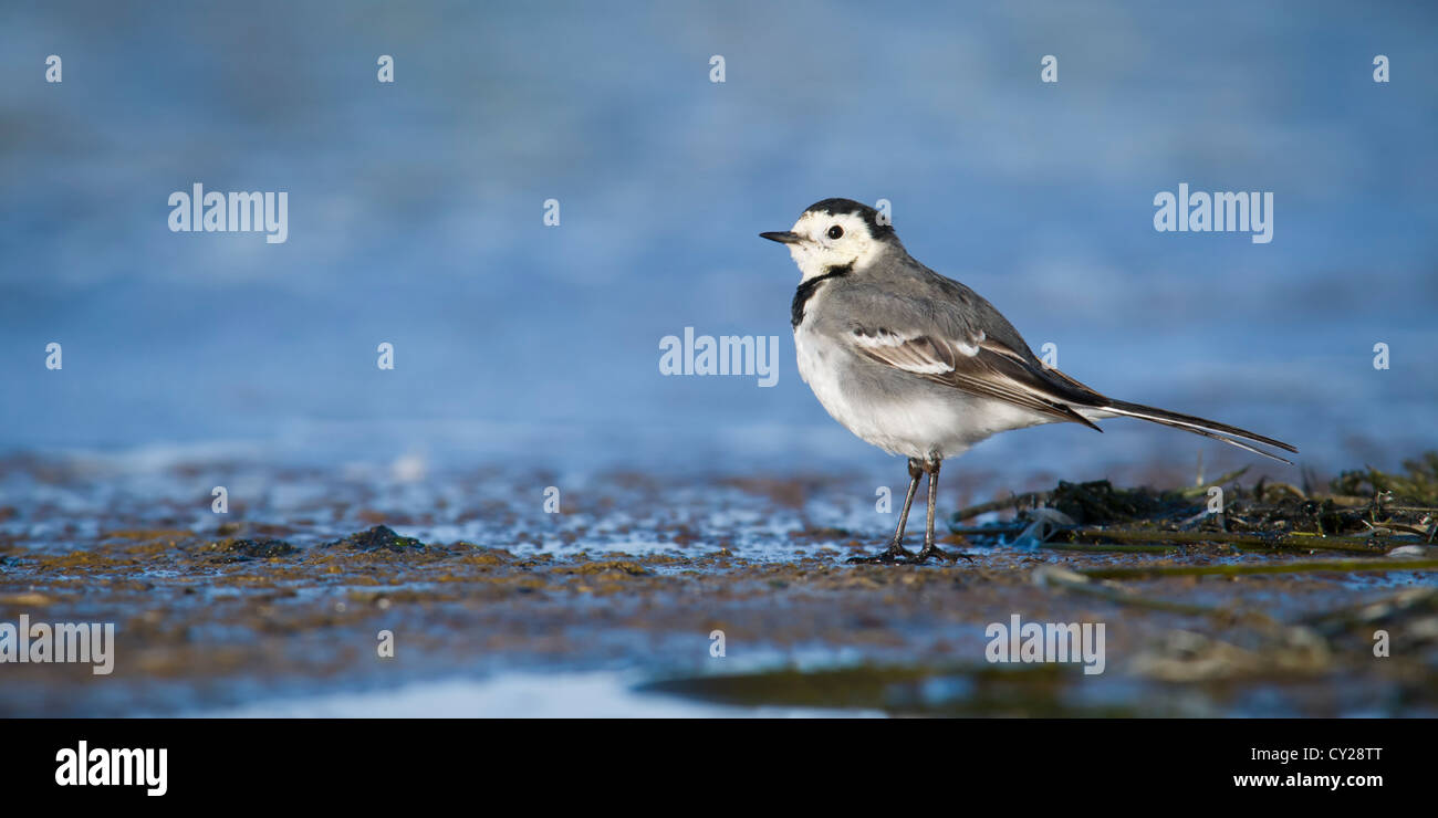 Pied wagtail permanente sulla riva su una soleggiata mattina di primavera Foto Stock