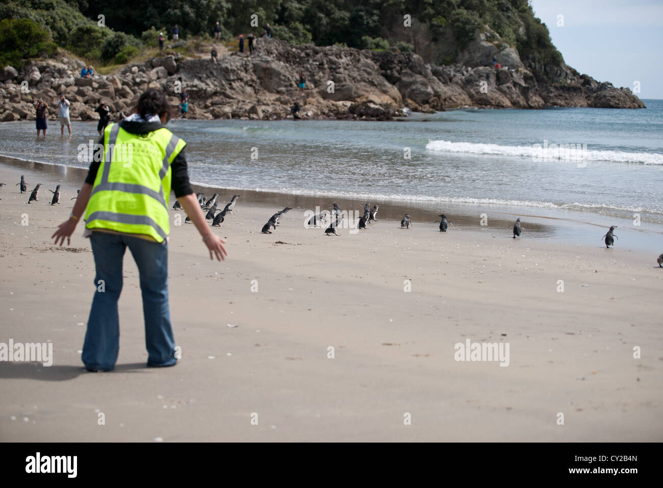 Rilascio dei pinguini in seguito al recupero di effetti del disastro della nave e fuoriuscite di olio, Mount Maunganui 2011, Foto Stock