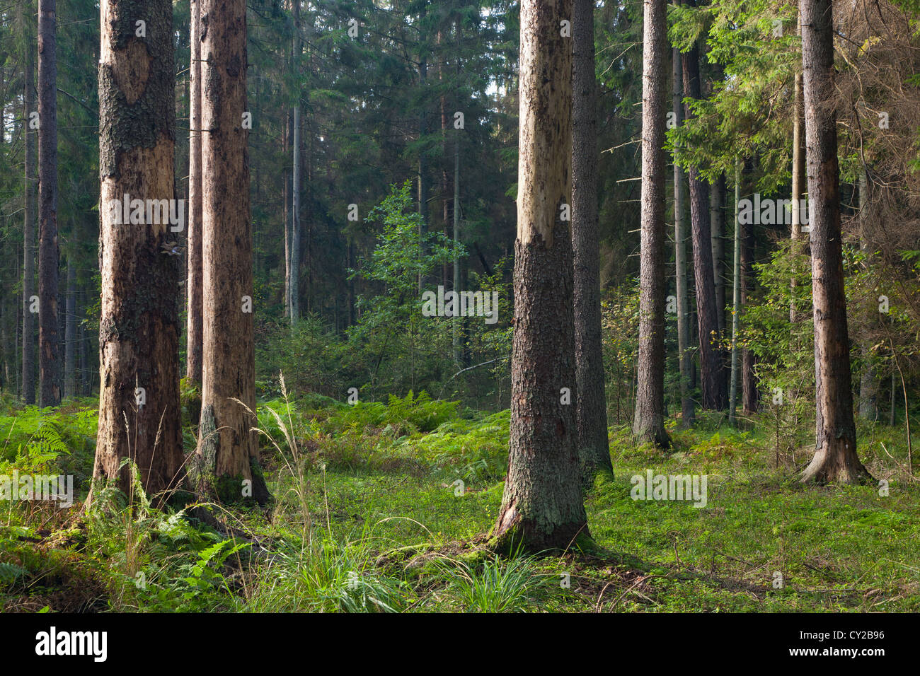 Inizio autunno mattina nella foresta con nebbia e abeti morti ancora in piedi Foto Stock