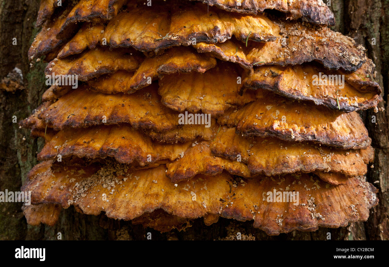 Il vecchio gigante ripiano di zolfo funghi closeup Foto Stock