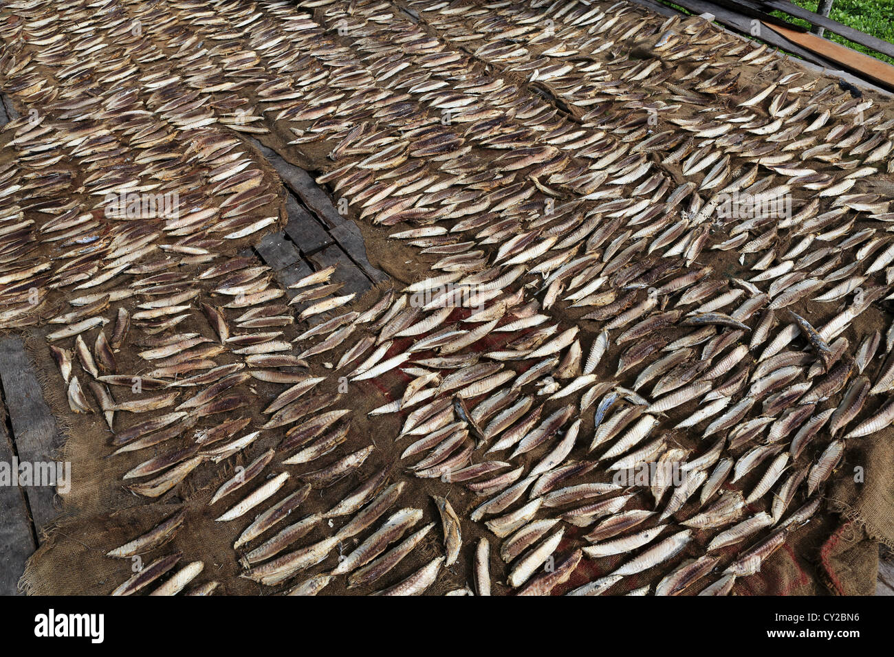 Di Tonno di essiccamento sotto il sole per essere venduti come pesci secchi. Foto Stock