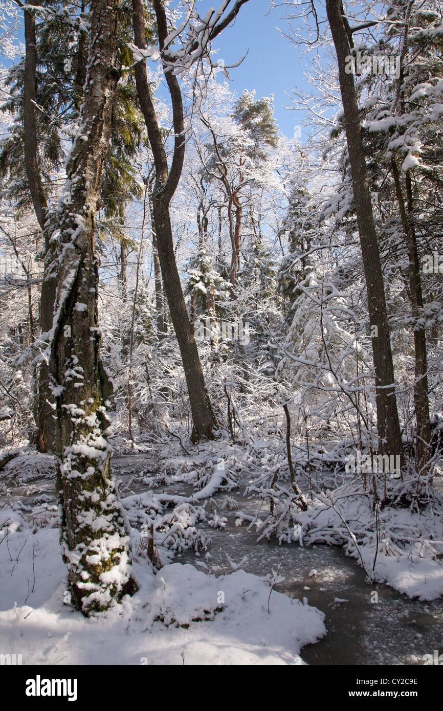 Nevicata dopo wetland stand in mattinata con neve avvolto alberi e acqua congelata intorno Foto Stock