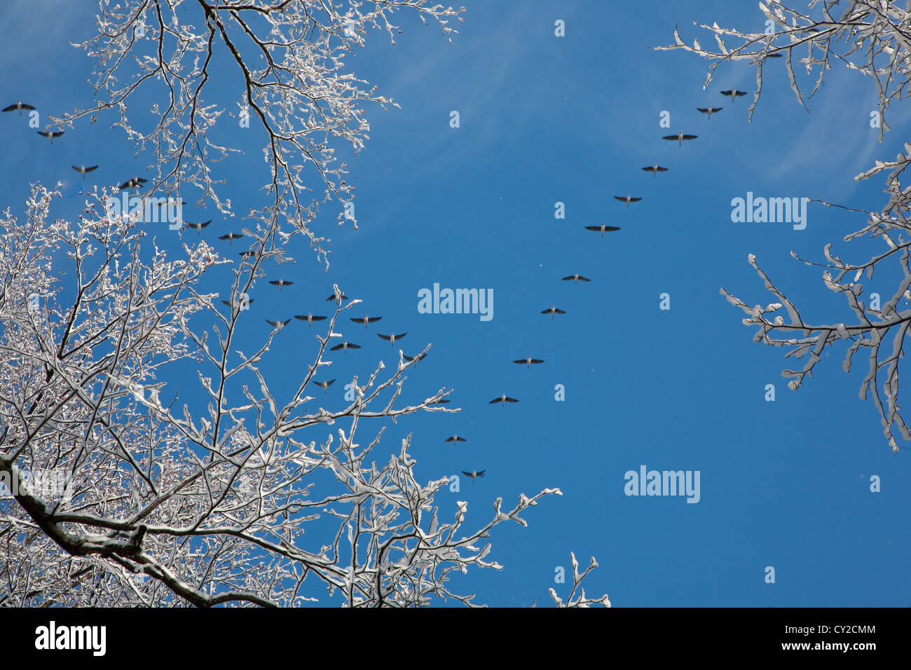 Neve avvolto ramo di ontano e Stormo di oche sorvolano in background contro il cielo blu Foto Stock