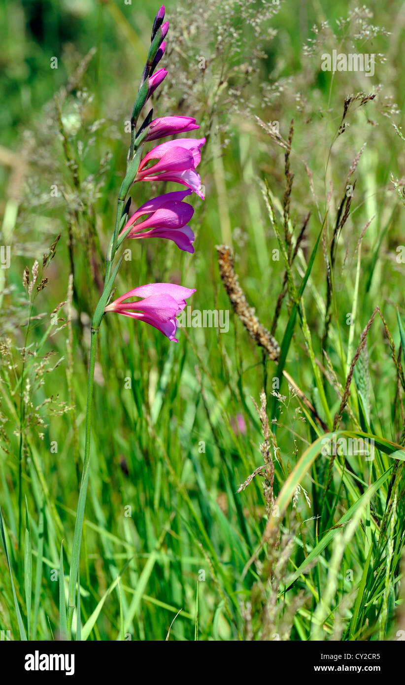 Gladiolus illyricus cresce in cima ad un promontorio prato. Ribadeo. Ribadeo, Lugo, Galizia, Spagna. Foto Stock