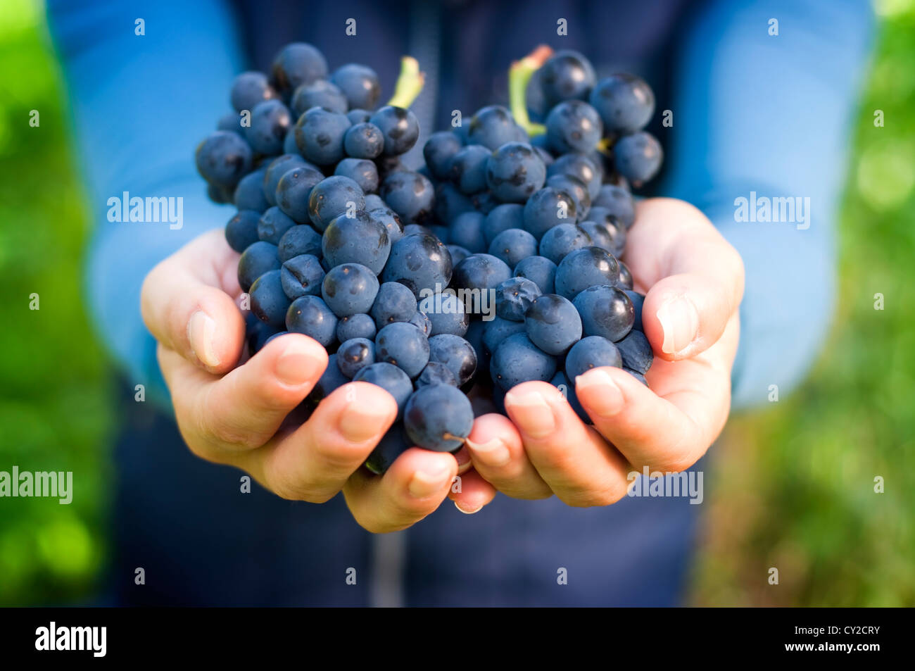 Mano che tiene fresco Rosso a Grappolo di uva in vigna Foto Stock