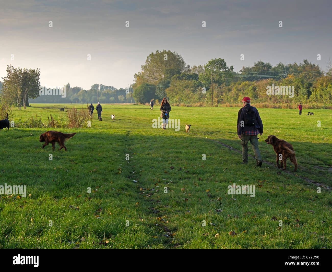 Cane a camminare in prima mattinata a Cookham, Berkshire. Foto Stock