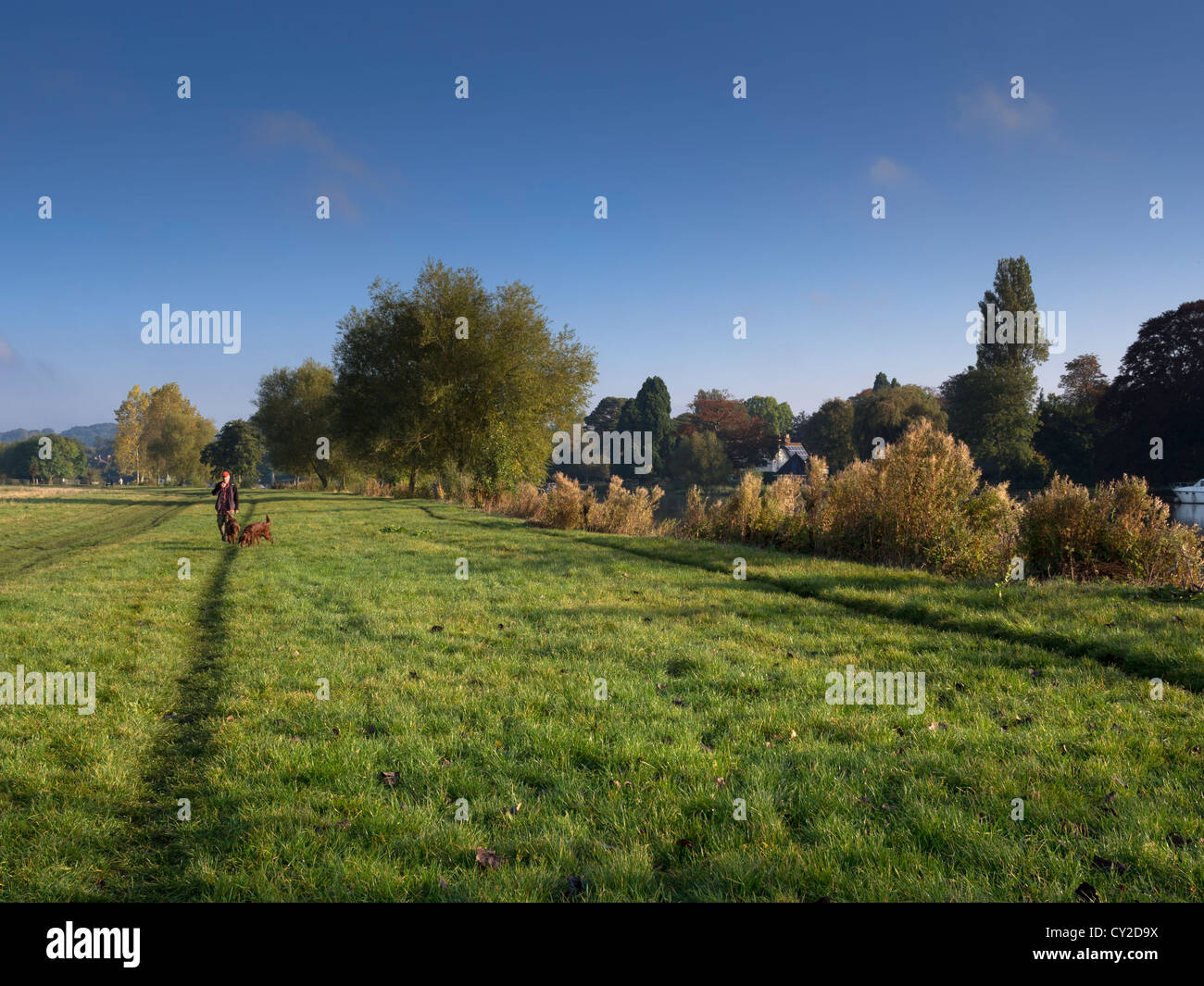 Uomo che cammina due cani di Cookham, Berkshire. Un grande campo accanto al Tamigi è una posizione privilegiata per il cane a camminare. Foto Stock