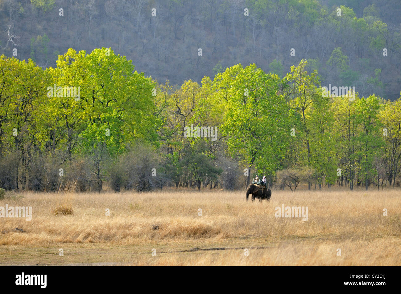 Ricerca di tigri sul retro di elefante in Bandhavgarh National Park, Madhya Pradesh, India Foto Stock