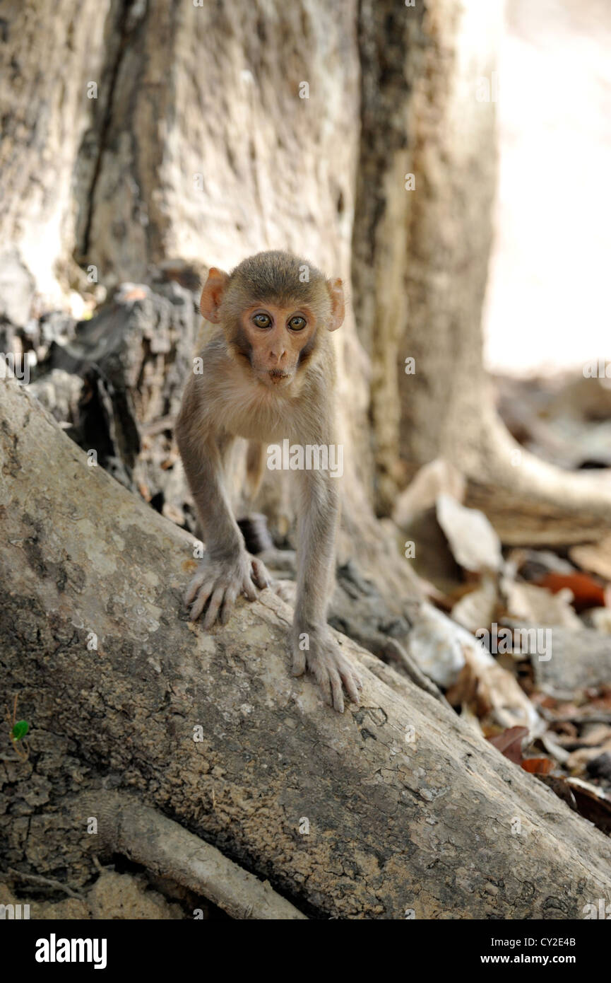 Macaco Rhesus (macaca mulatta) in Bandhavgarh National Park, Madhya Pradesh, India Foto Stock