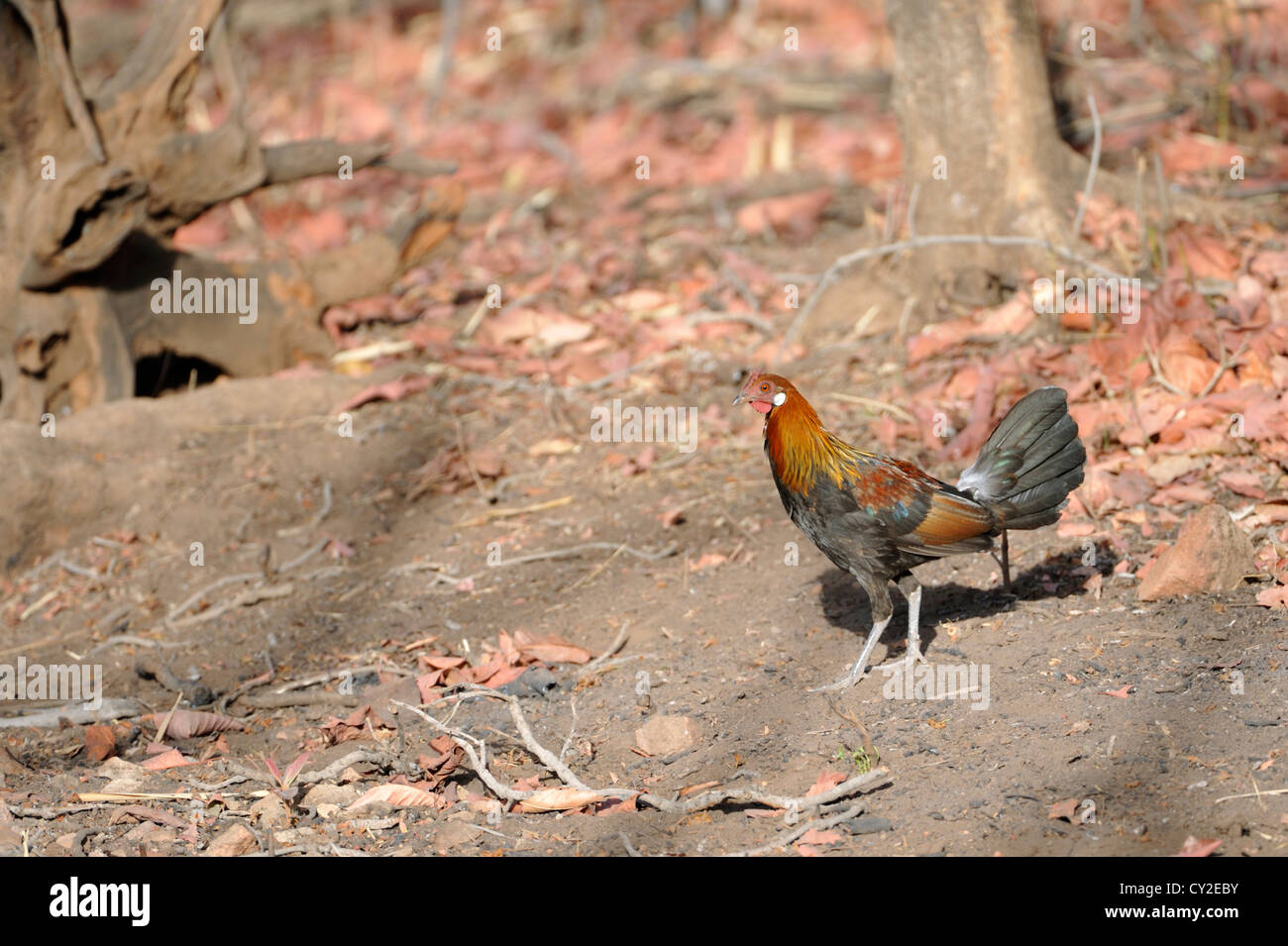 Red jungle fowl (Gallus gallus) in Bandhavgarh National Park, Madhya Pradesh, India Foto Stock