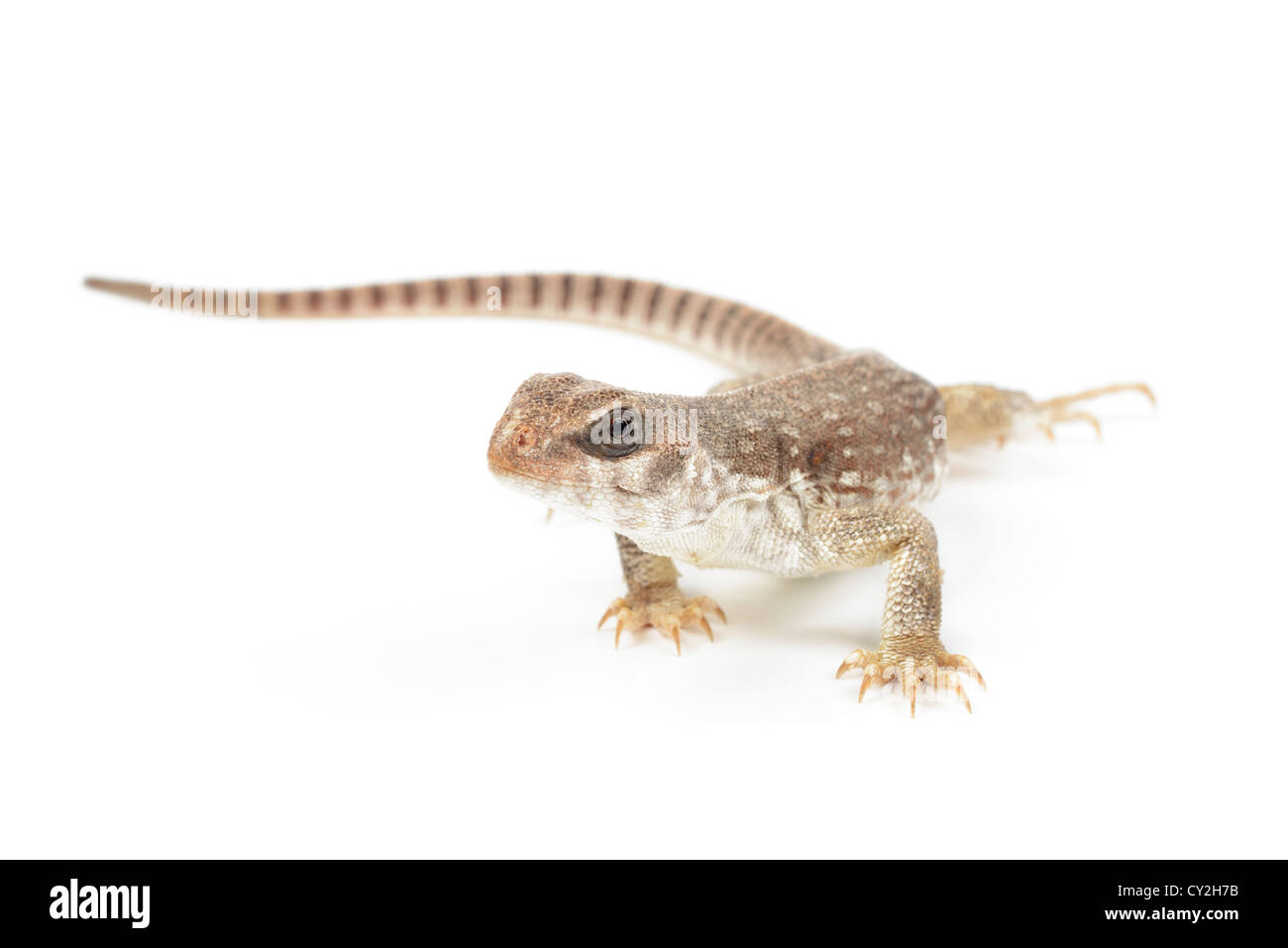 Deserto iguana su sfondo bianco. Foto Stock