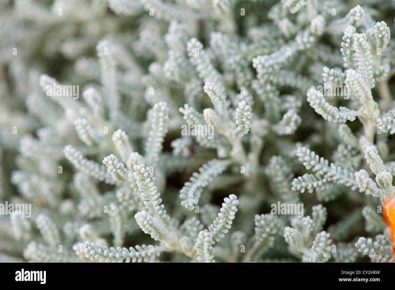 Il cotone Lavanda, santolina chamaecyparissus Foto Stock