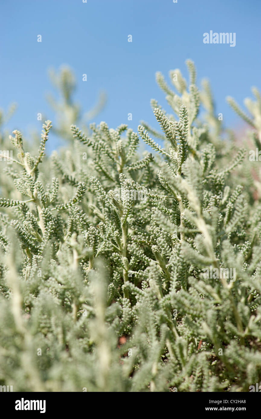 Il cotone Lavanda, santolina chamaecyparissus Foto Stock