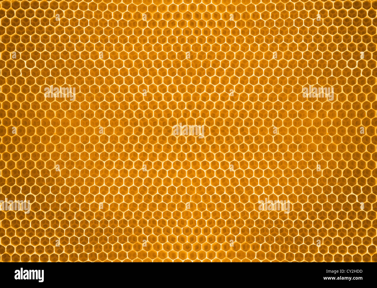 Ape miele di favo di miele Foto Stock