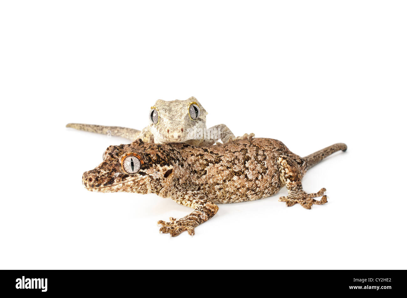 Gargoyle Gecko su sfondo bianco. Foto Stock