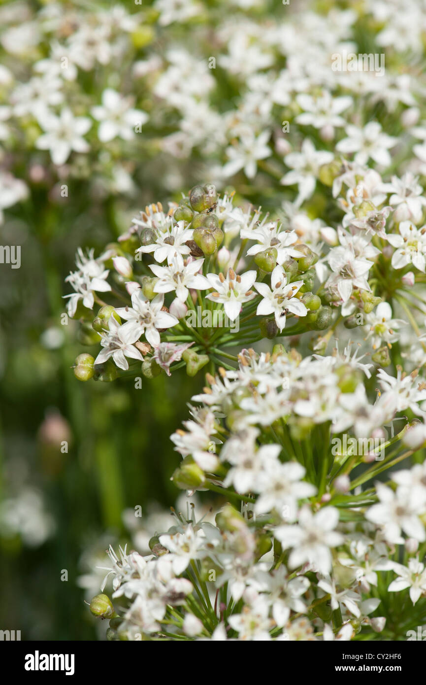 Aglio erba cipollina, Allium tuberosum,nel pieno fiore Foto Stock