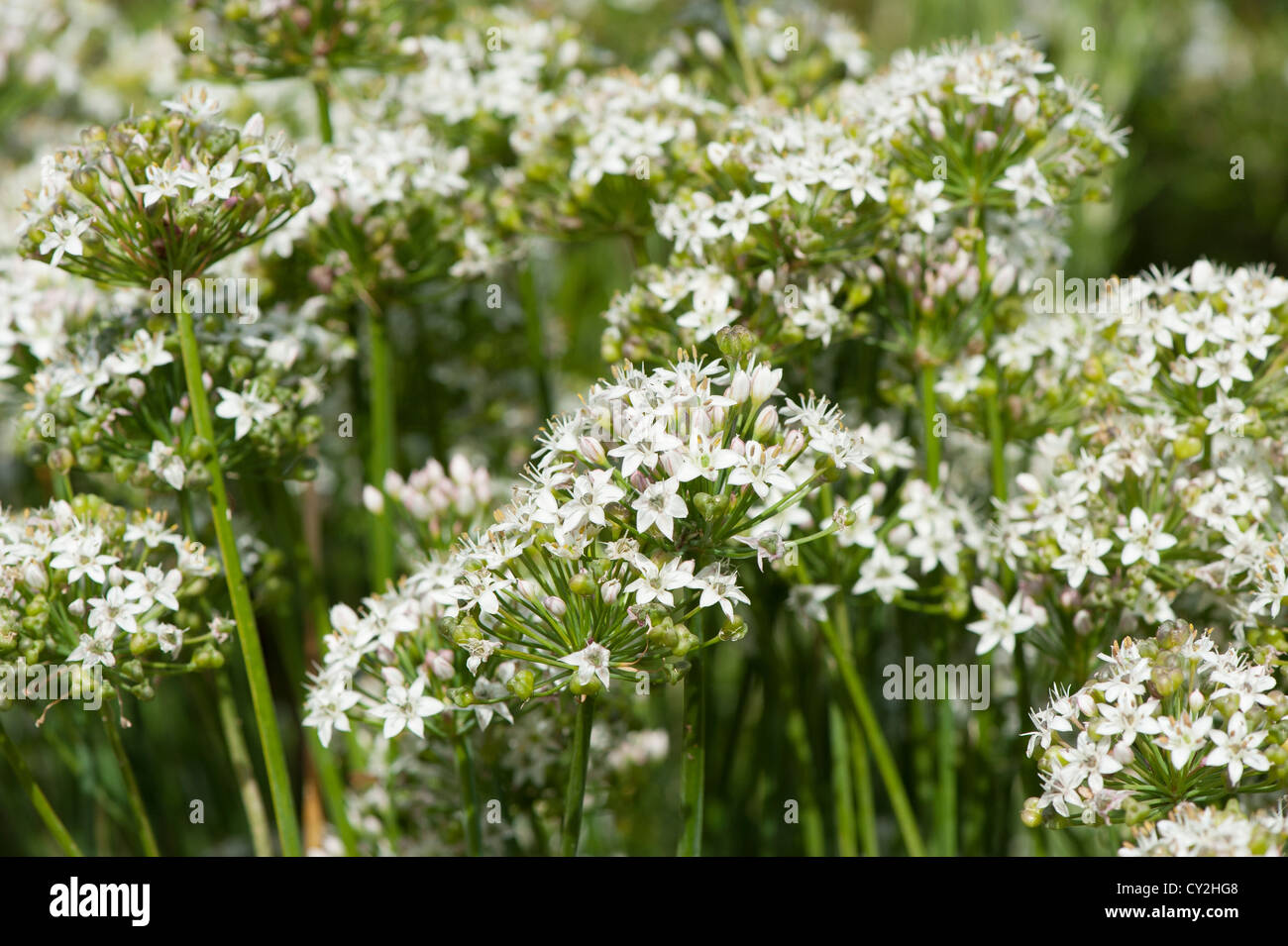 Aglio erba cipollina, Allium tuberosum,nel pieno fiore Foto Stock