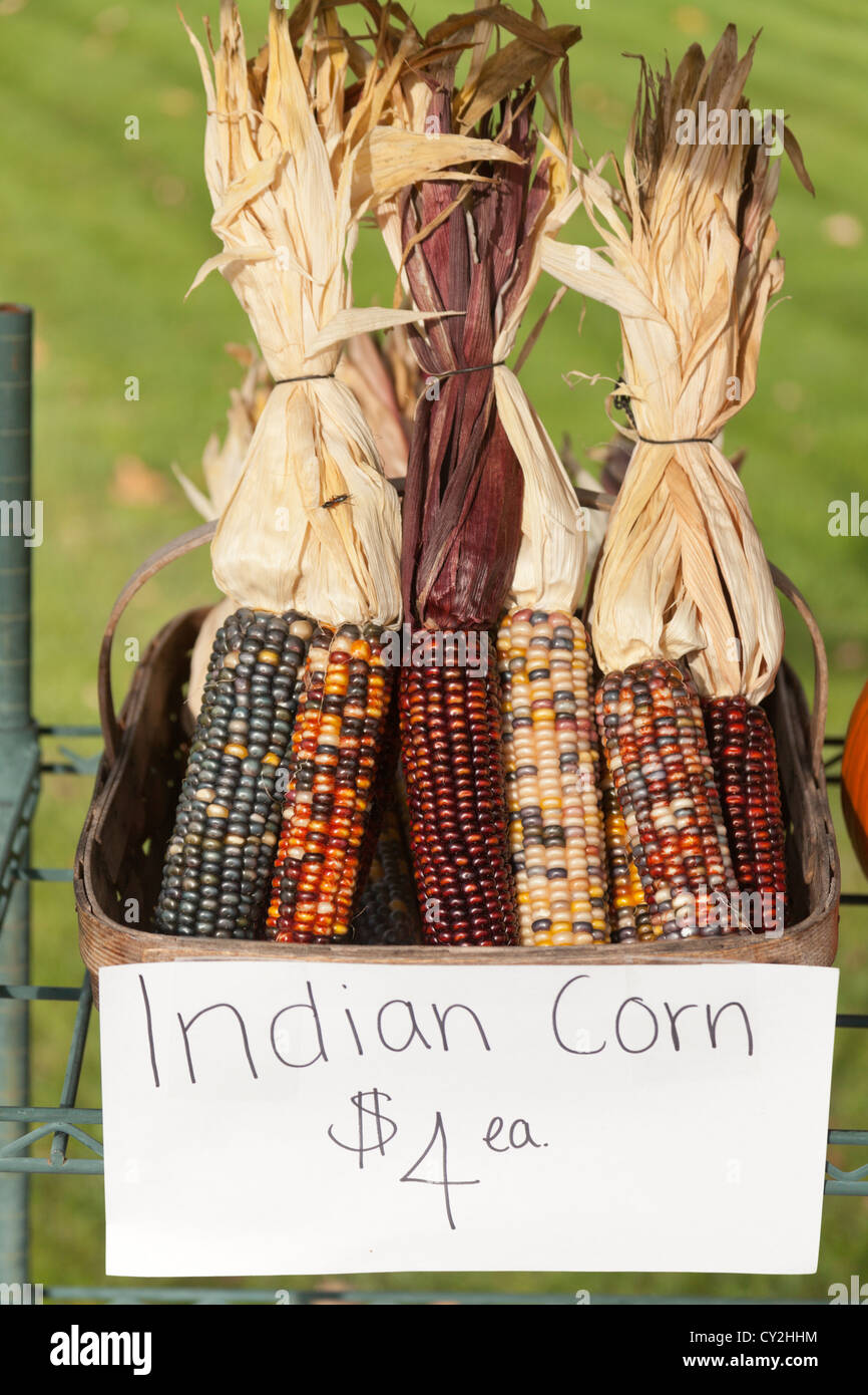 Mais indiano, Autunno, farm stand, vicino Danby, Vermont, USA Foto Stock