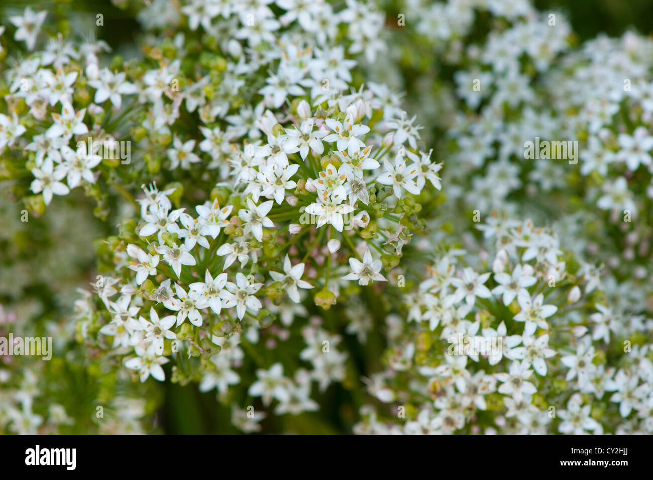 Aglio erba cipollina, Allium tuberosum,nel pieno fiore Foto Stock