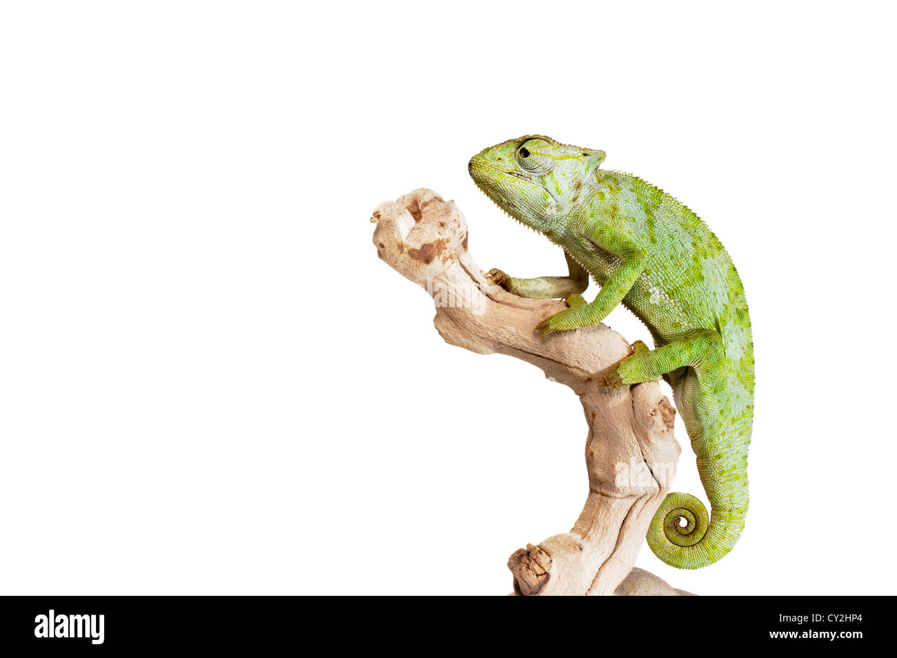 Grazioso Chameleon su sfondo bianco. Foto Stock