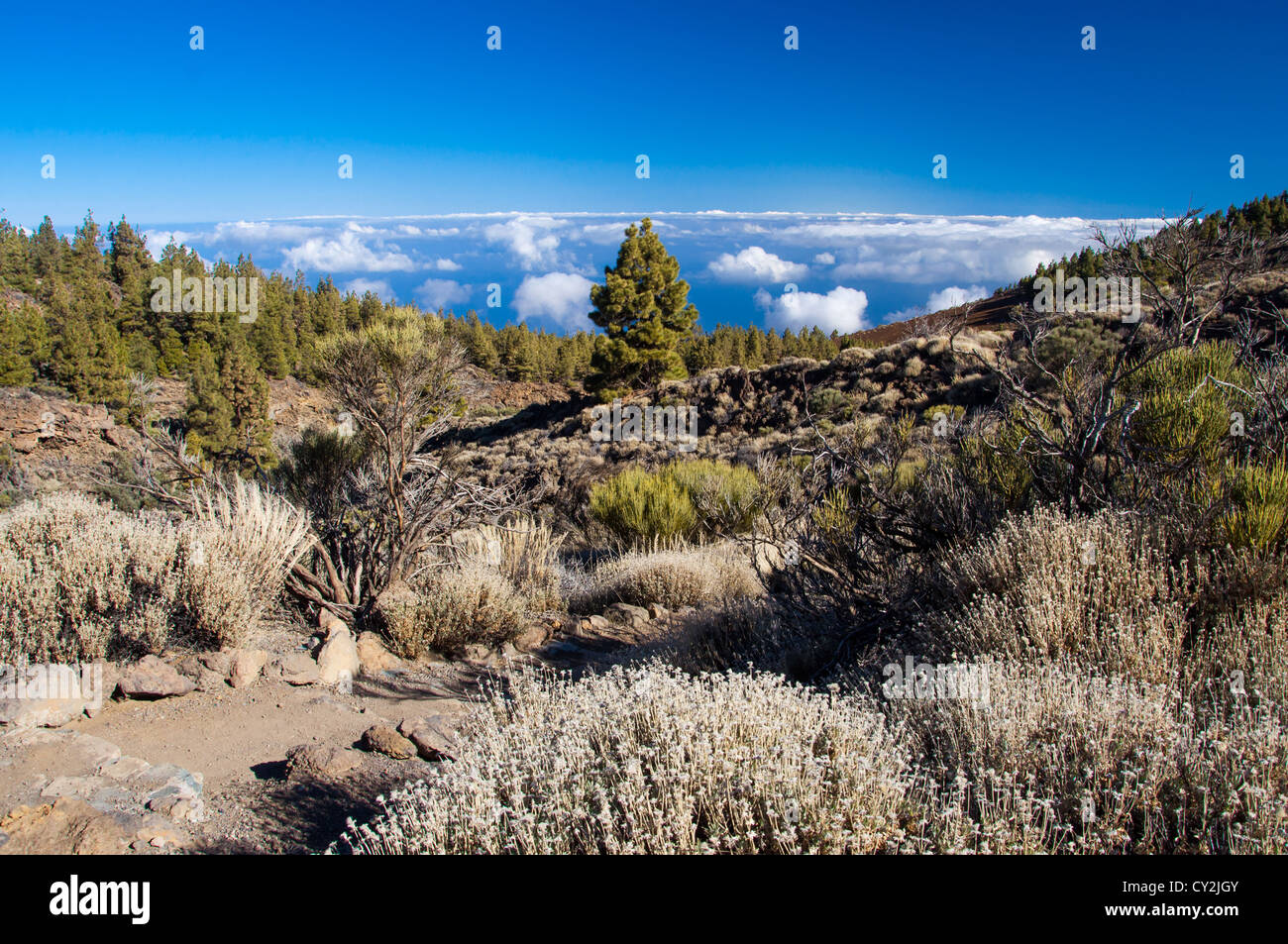 Tenerife vulcano Teide arido parco nazionale rock Foto Stock