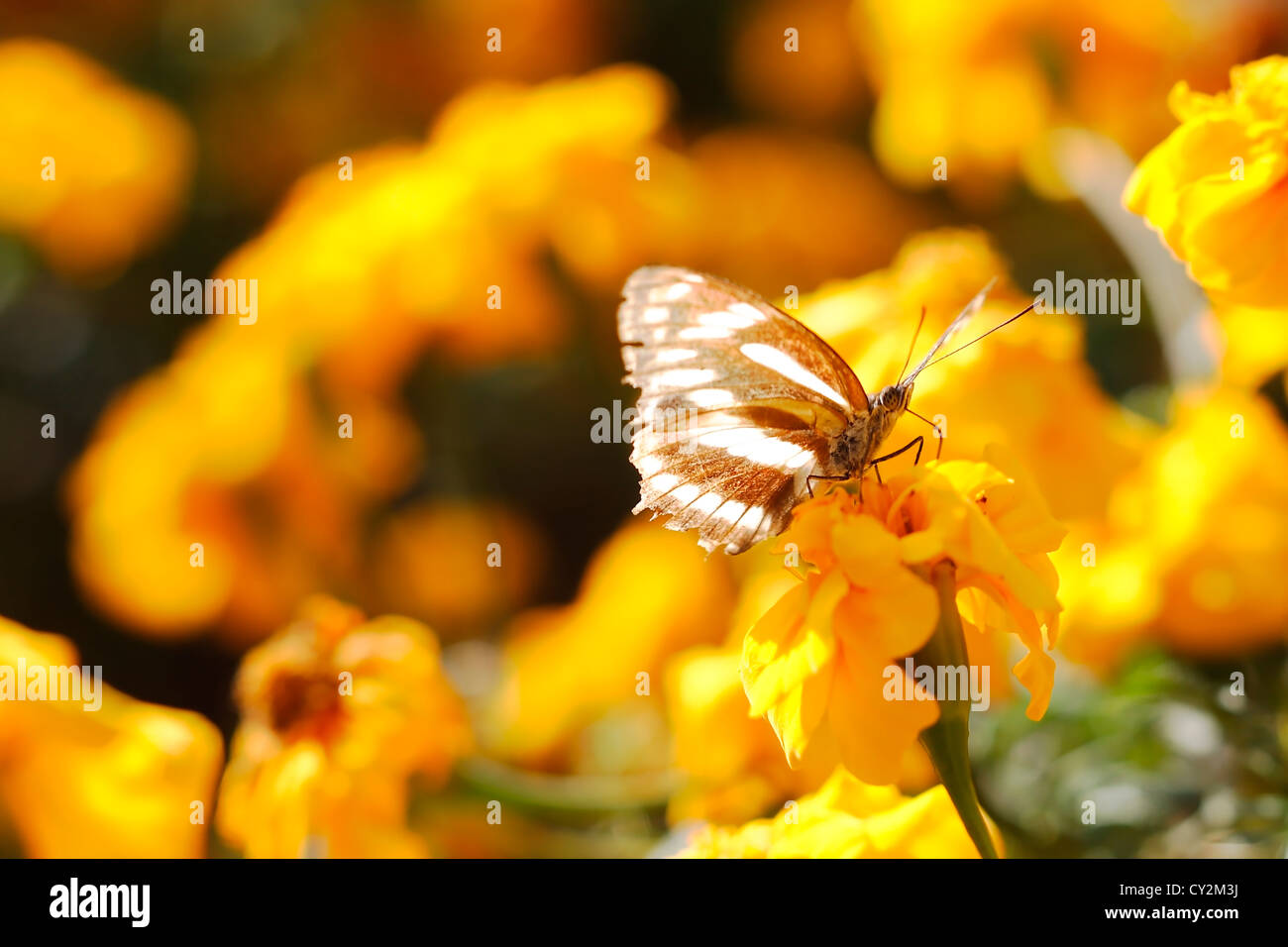 Farfalla su un fiore giallo sullo sfondo Foto Stock