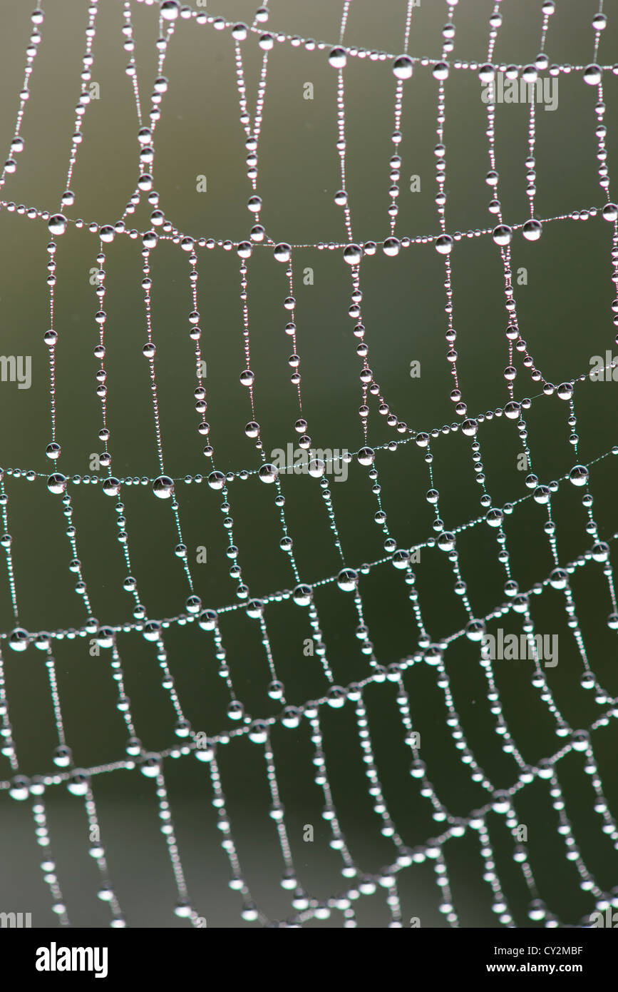 Chiusura del giardino web ragni ricoperti di rugiada su una nebbiosa mattina autunnale, Inghilterra, Ottobre. Foto Stock